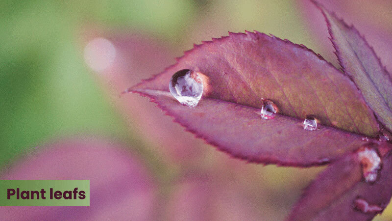 plant leaf macro click