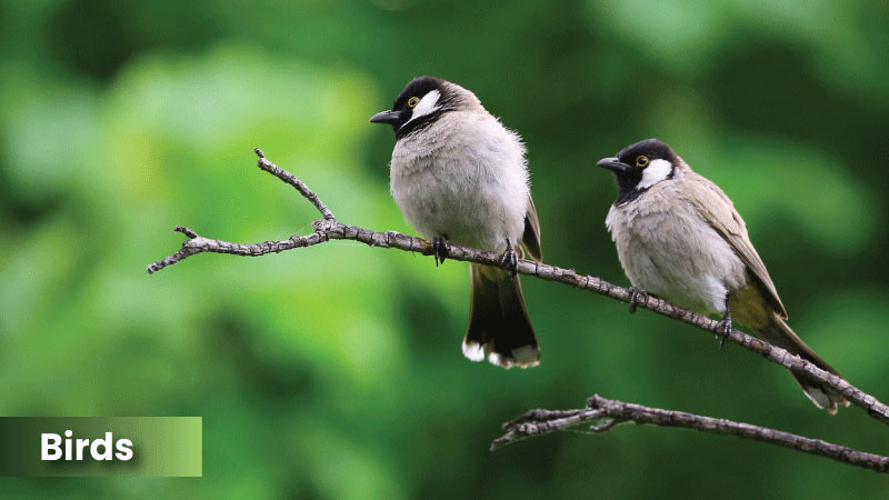 Birds photoshoot