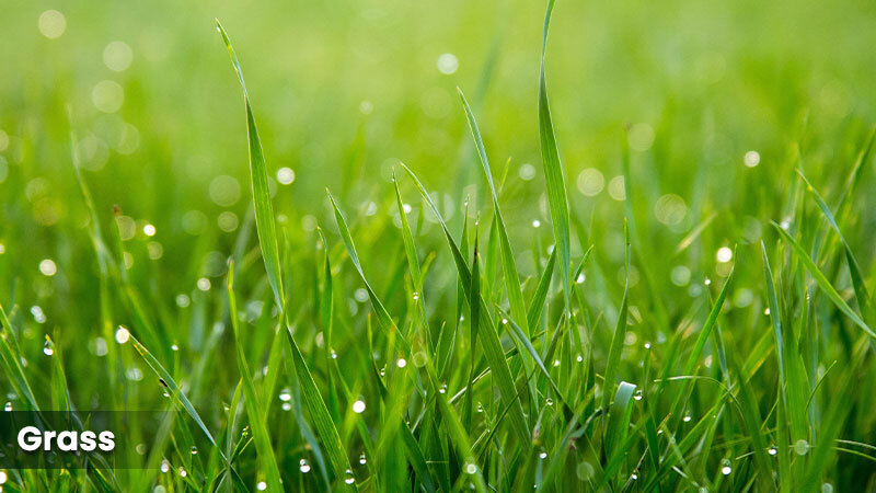 grass macro photoshoot