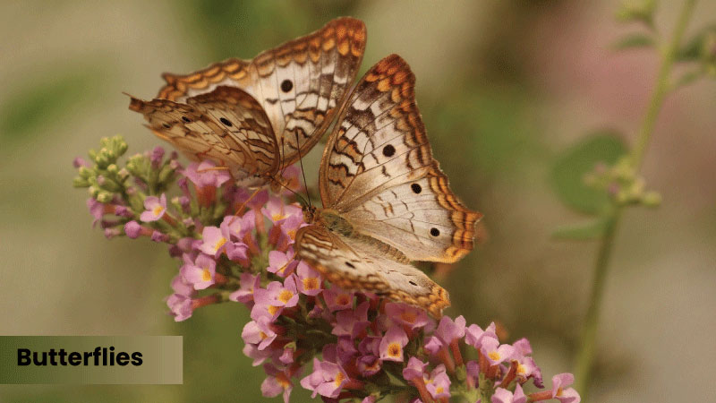 butterflies