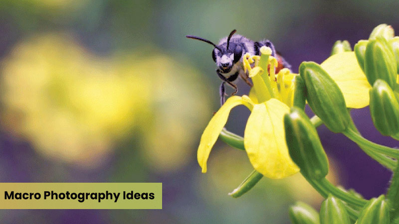 macro photography ideas